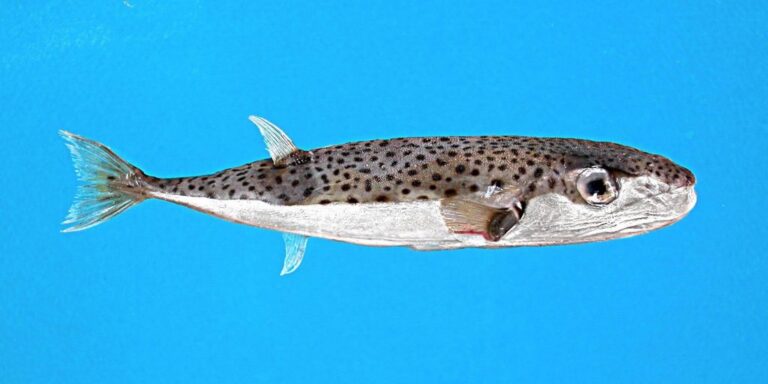 Pez mortal Lagocephalus-sceleratus2_1