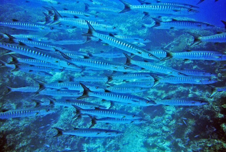 pesca-spinning-al-barracuda