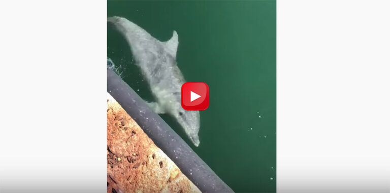 Delfines en los puertos